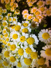 Close-up of yellow daisy flowers