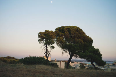 Trees on landscape against clear sky