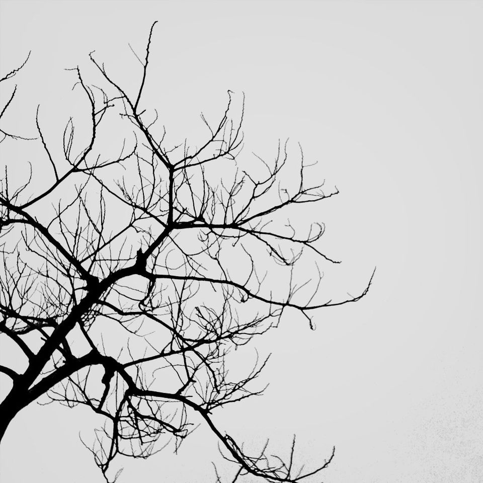 bare tree, branch, clear sky, low angle view, tree, nature, tranquility, beauty in nature, copy space, silhouette, sky, dead plant, outdoors, no people, scenics, day, tranquil scene, growth, single tree, bird