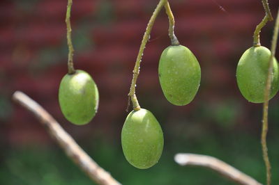 Close-up of fruits growing on tree