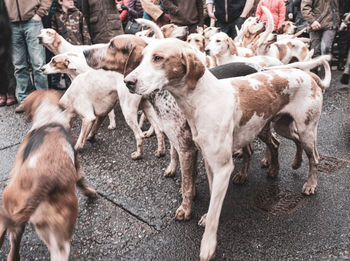 Dogs standing on street