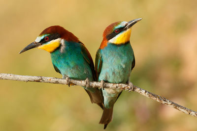 Close-up of birds perching on branch