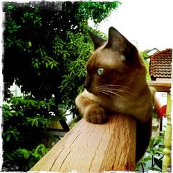 Close-up of cat on tree