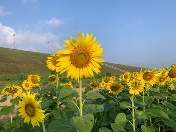 sunflower