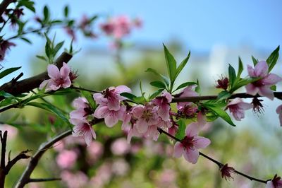 Close-up of pink flowers blooming on tree