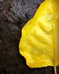 Close-up of yellow leaf