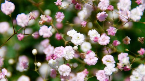 Close-up of pink flowers