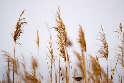 Close-up of stalks in field against sky