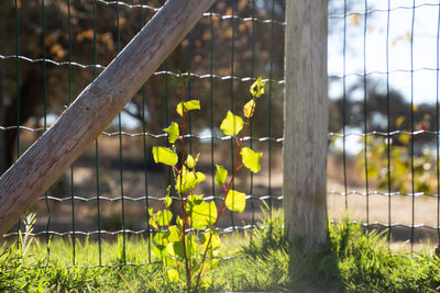 Close-up of yellow flowers growing on tree