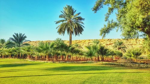 Palm trees on field against clear sky