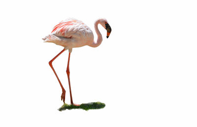 Bird standing in water against white background