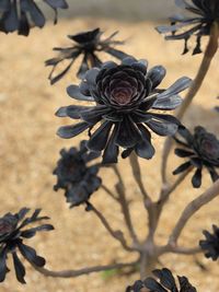 Close-up of wilted flower