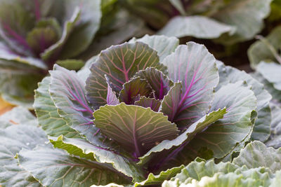 Freshly harvested cabbage,young purple cabbage in garden