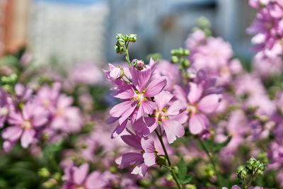 Close-up of pink flowering plant