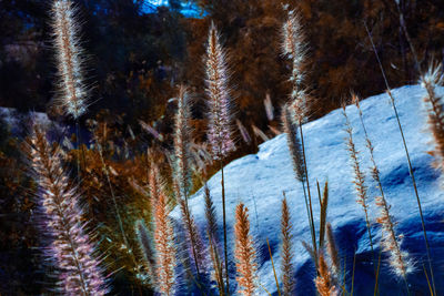 Close-up of frozen pine trees during winter