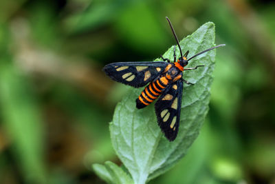 Close-up of butterfly on leaf