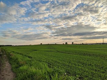 Scenic view of agricultural field against sky