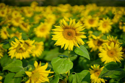 Close-up of yellow flowering plant