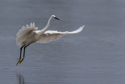 Bird flying over lake