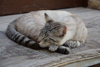 Close-up of cat resting on wooden surface