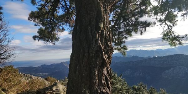 Scenic view of tree mountains against sky