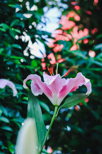 Close-up of flowers blooming outdoors