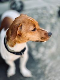 Close-up of dog looking away standing on street