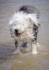 Dog running in water