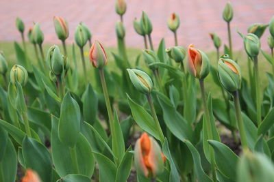 Close-up of flowering plant