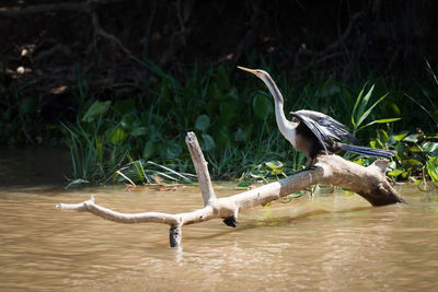 Bird on riverbank against trees