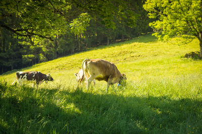 Cows in a field