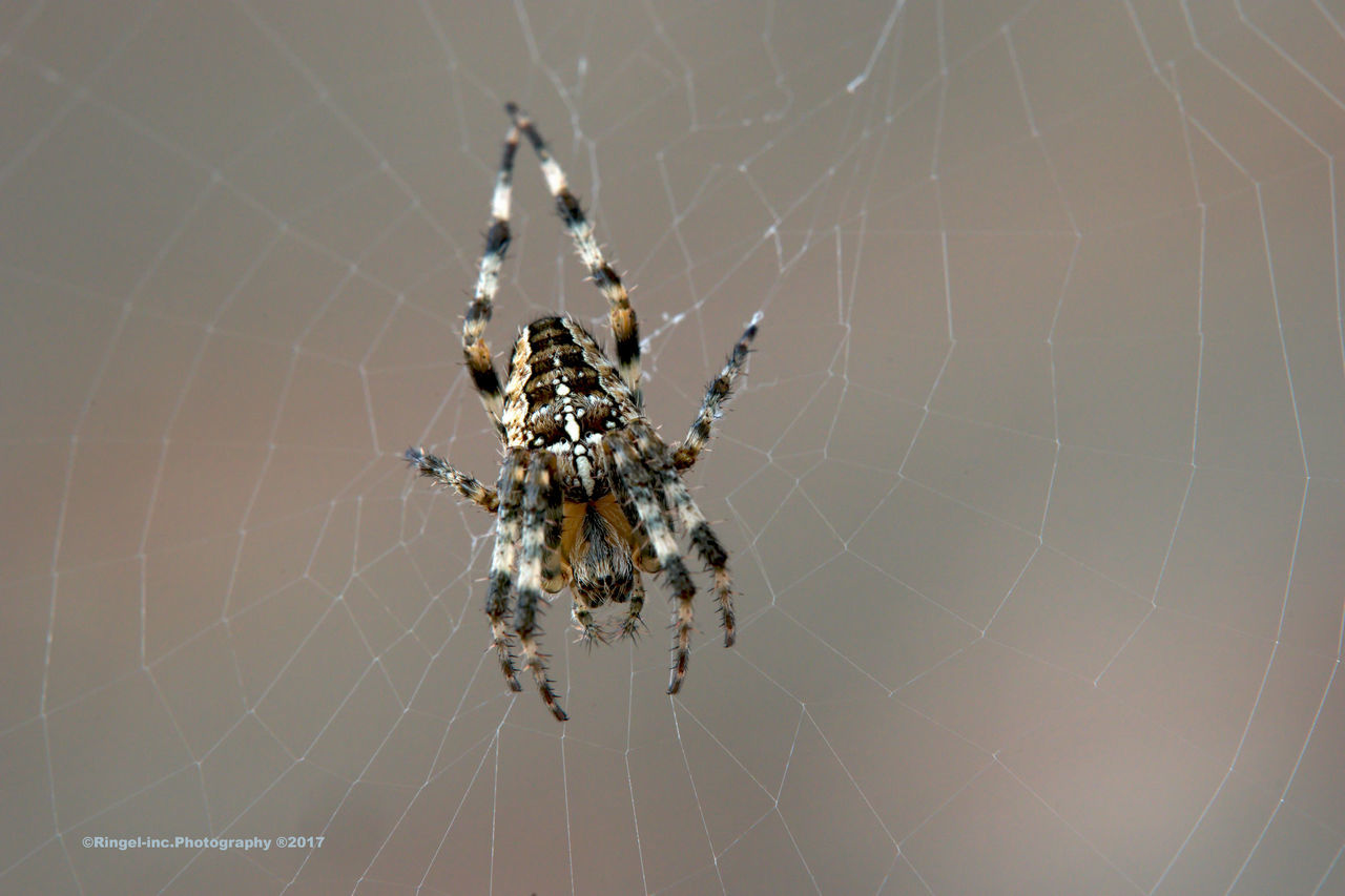 spider, spider web, web, survival, spinning, animal themes, one animal, animals in the wild, close-up, focus on foreground, nature, animal leg, no people, outdoors, day, animal wildlife, fragility, complexity, full length