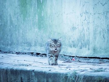 Portrait of kitten walking on footpath against wall