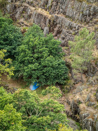 High angle view of trees in forest