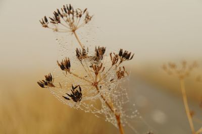 Close-up of wilted plant