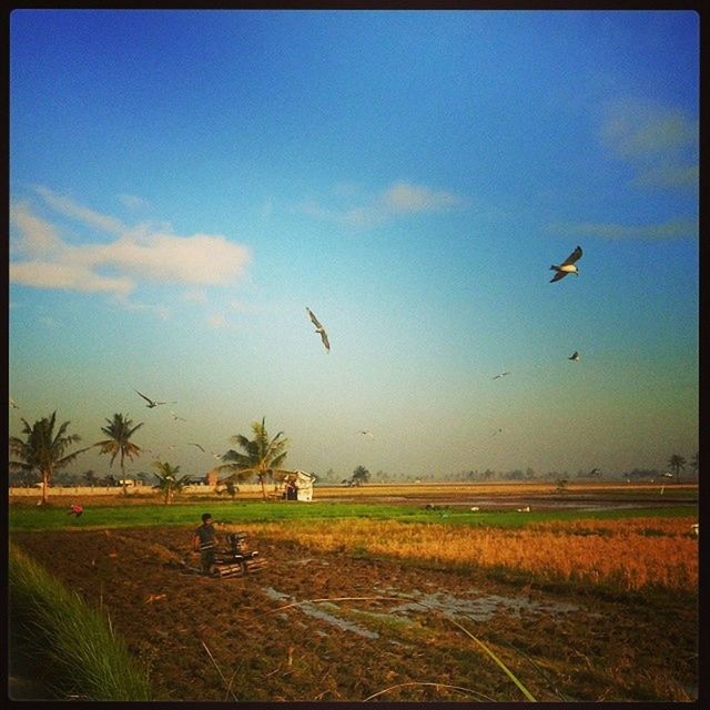 bird, animal themes, transfer print, animals in the wild, wildlife, flying, grass, auto post production filter, sky, field, landscape, nature, tranquil scene, tranquility, medium group of animals, beauty in nature, scenics, water, outdoors