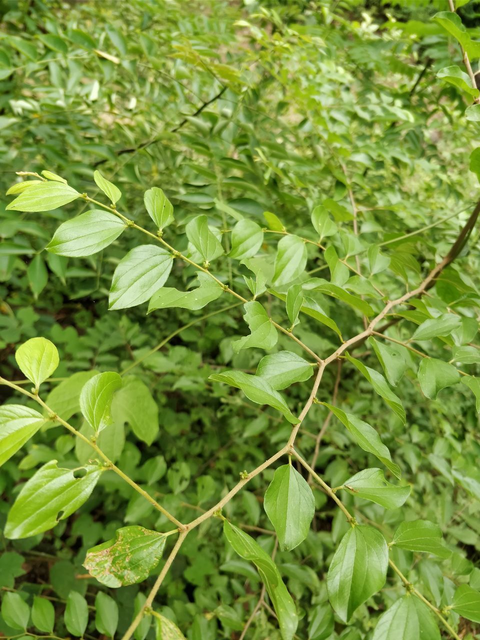 growth, green color, leaf, nature, plant, no people, outdoors, focus on foreground, day, freshness, close-up, food, beauty in nature