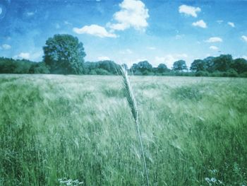 Scenic view of agricultural field against sky