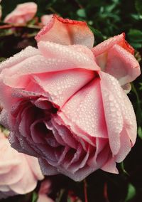 Close-up of pink rose blooming outdoors
