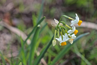 Close-up of white flowering plant on field