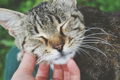 Cropped image of person touching cat