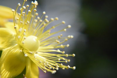 Close-up of yellow flowering plant