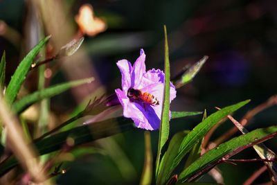 Close-up of honey bee on purple flower