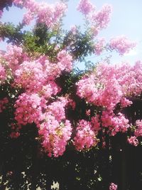 Low angle view of pink cherry blossoms in spring