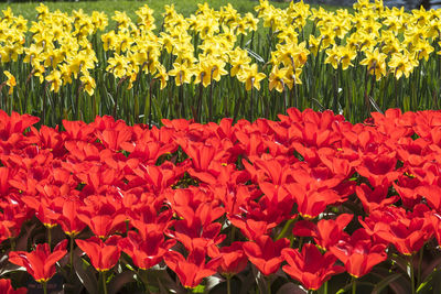 Close-up of red flowers growing in field