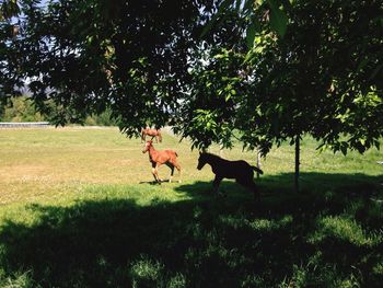 Horses on landscape