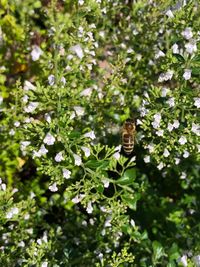 View of butterfly on flowering plant