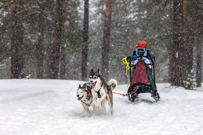 Two dogs on snow covered land