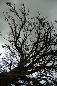 Low angle view of bare tree against sky