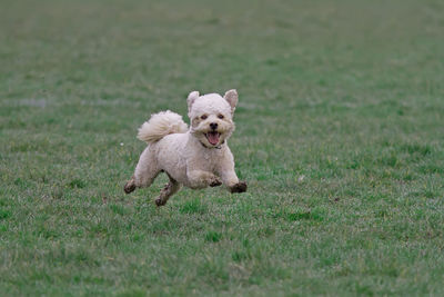 Dog running on field